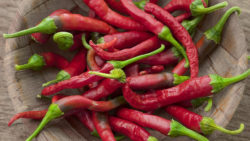 Chilischoten
