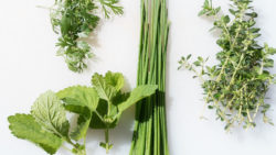 Fines Herbes