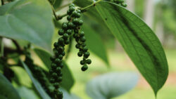 Grüner Pfeffer