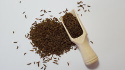 Kümmel