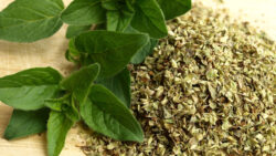 Oregano