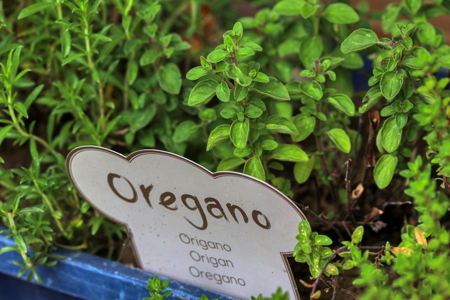 Oregano Garten