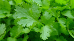 Rezeptideen Petersilie