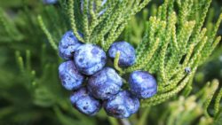 Rezeptideen Wacholderbeeren