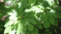 Sassafras