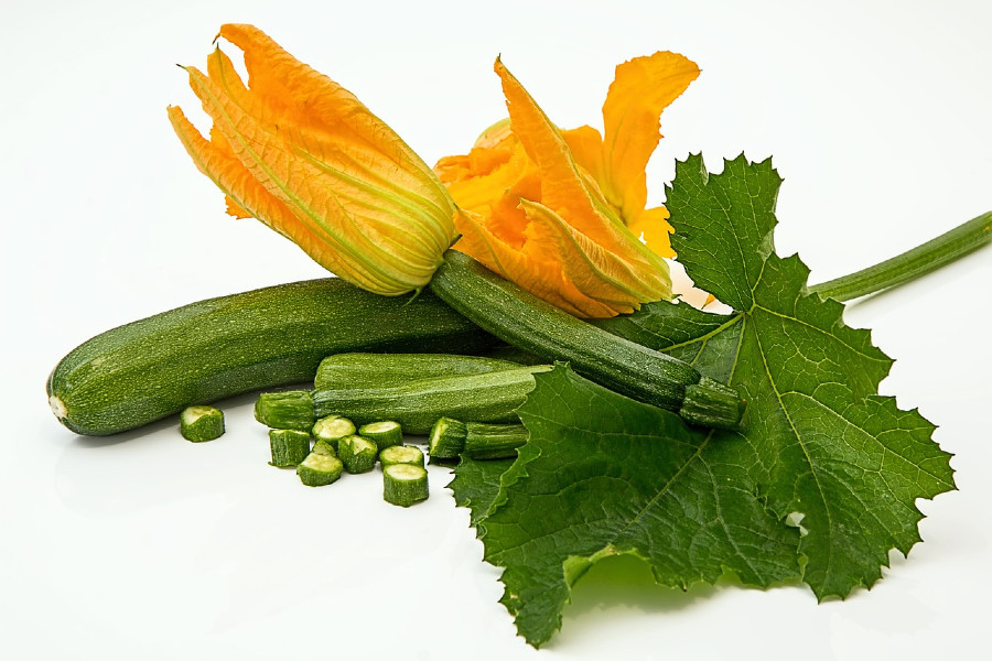 Zucchini Pflanze und Frucht